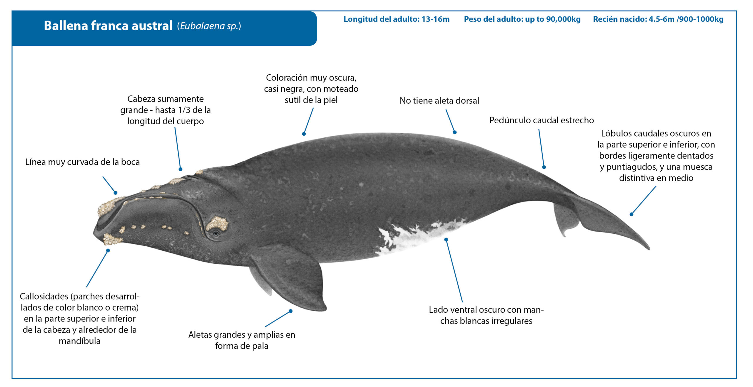 Ballena franca austral características hábitat reproducción y