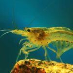 El camarón: Características, hábitat y alimentación