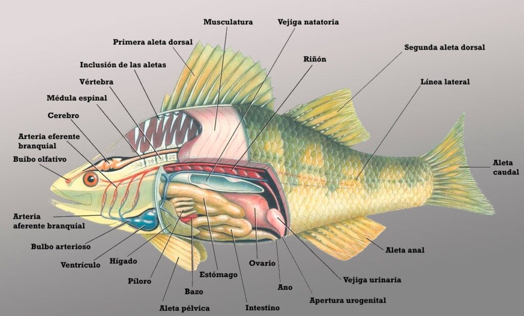 Partes de un pez