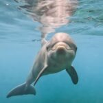 El Delfín: Características, hábitat, Alimentación