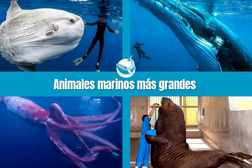 Animales-marinos-mas-grandes-del-mundo